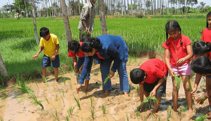 Diksha A Waldorf School